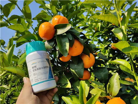 葉面肥，拉姆拉，翠姆