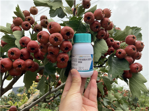 葉面肥，拉姆拉，翠姆