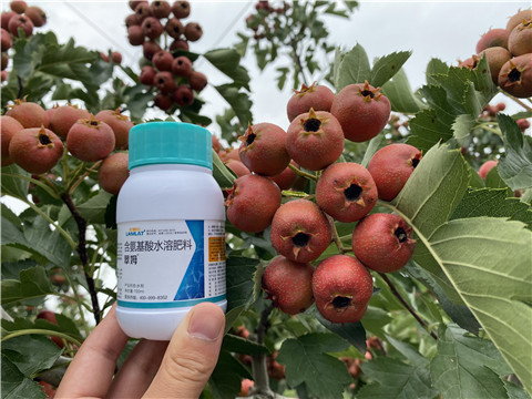 葉面肥，拉姆拉，翠姆