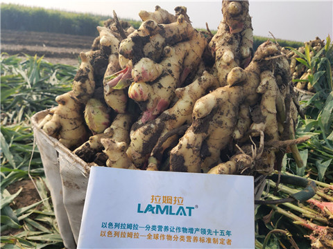 進口水溶肥，拉姆拉，翠姆