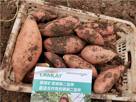 進口水溶肥，拉姆拉，翠姆