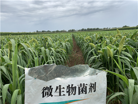 微生物菌劑，拉姆拉，翠姆