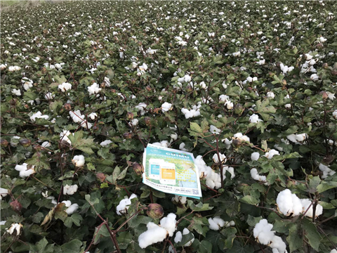 水溶肥，拉姆拉，翠姆