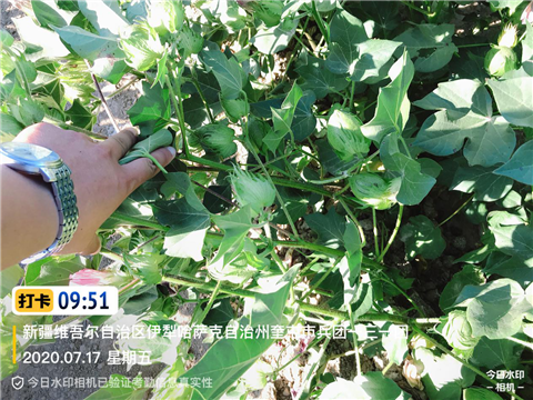 水溶肥，拉姆拉，翠姆