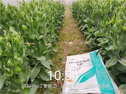 大量元素水溶肥，拉姆拉，翠姆