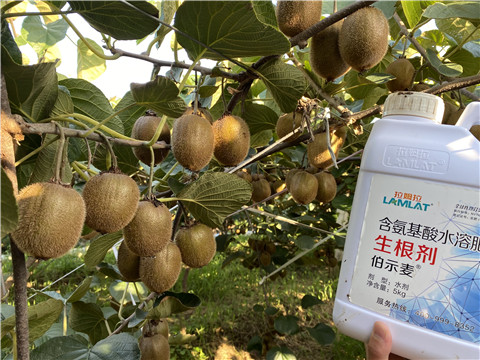 進口水溶肥，拉姆拉，伯示麥