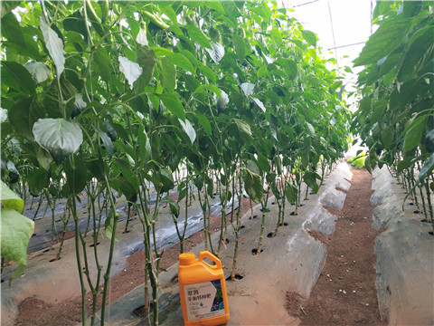 滴灌肥，拉姆拉，翠姆