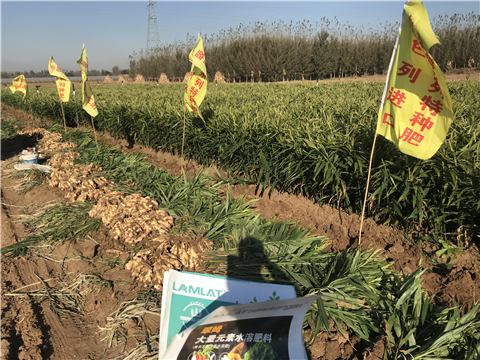 水溶肥，拉姆拉，翠姆