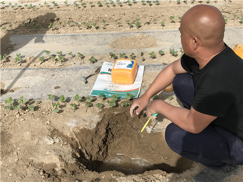 水溶肥，拉姆拉，翠姆