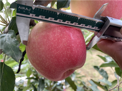 大量元素水溶肥，拉姆拉，翠姆