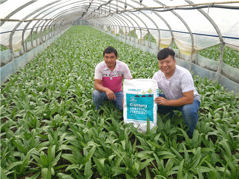 水溶肥，拉姆拉，翠姆