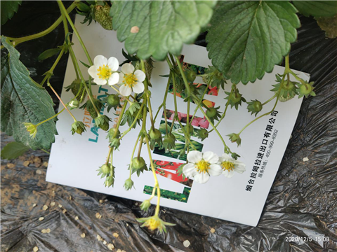 水溶肥，拉姆拉，翠姆