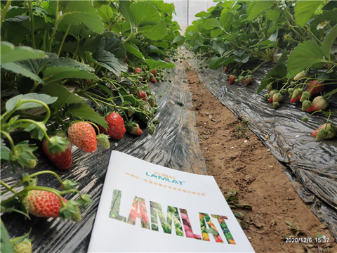 水溶肥，拉姆拉，翠姆