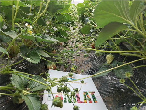 水溶肥，拉姆拉，翠姆