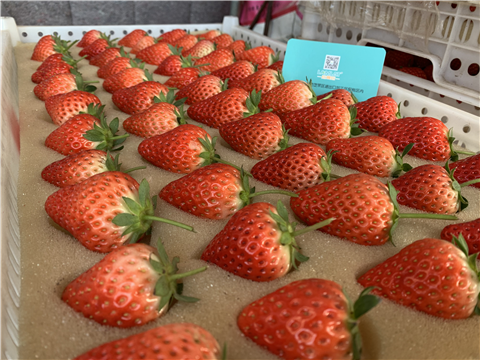 水溶肥，拉姆拉，翠姆