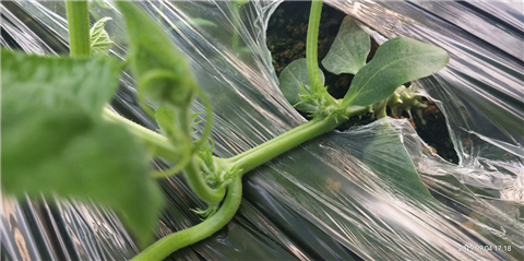 微生物菌劑，拉姆拉，翠姆