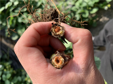 水溶肥，拉姆拉，翠姆