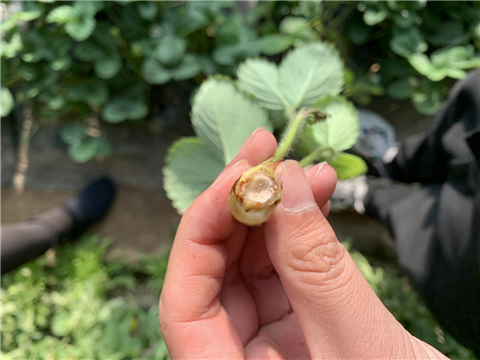 水溶肥，拉姆拉，翠姆