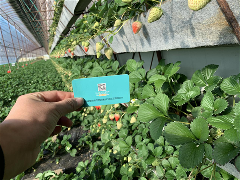 水溶肥，拉姆拉，翠姆