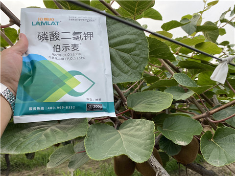 磷酸二氫鉀，拉姆拉，伯示麥