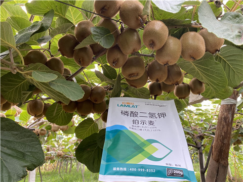 磷酸二氫鉀，拉姆拉，伯示麥