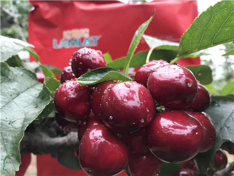 大量元素水溶肥，拉姆拉，翠姆