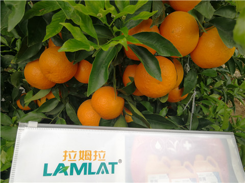 葉面肥，拉姆拉，翠姆