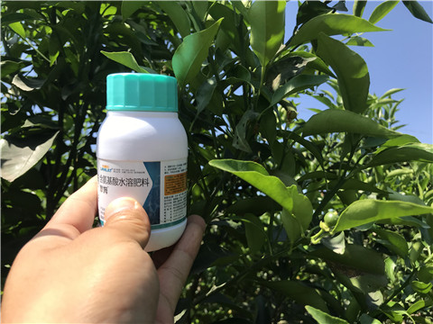 葉面肥，拉姆拉，翠姆