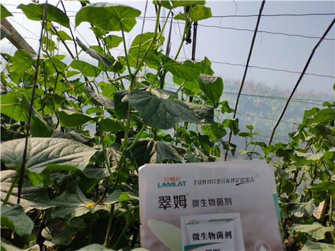 水溶肥，拉姆拉，翠姆