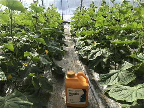 水溶肥，拉姆拉，翠姆