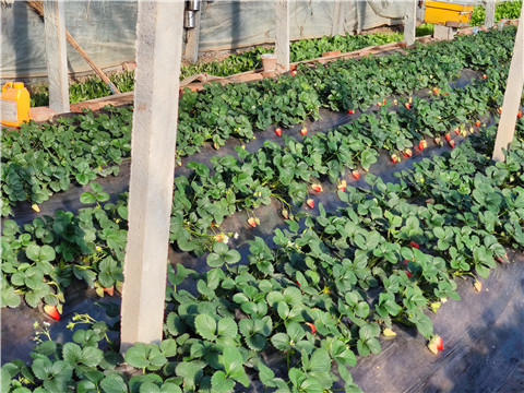 水溶肥，拉姆拉，翠姆