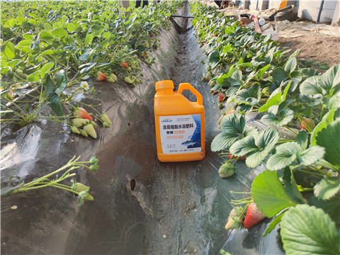 水溶肥，拉姆拉，翠姆