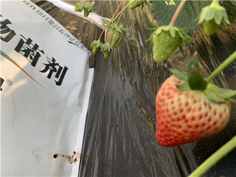 微生物菌劑，拉姆拉，翠姆