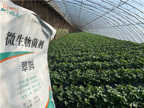 微生物菌劑，拉姆拉，翠姆