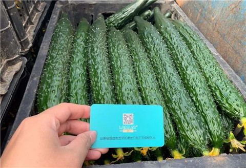 作物施肥管理，拉姆拉，翠姆