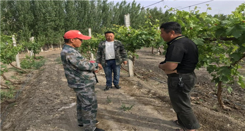 葉面肥，拉姆拉，翠姆