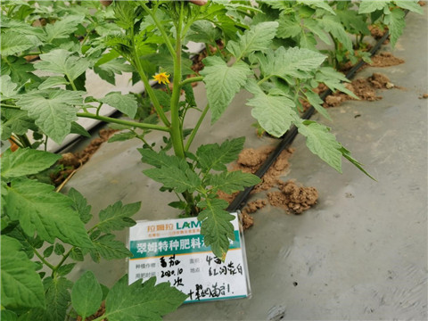 水溶肥，拉姆拉，翠姆