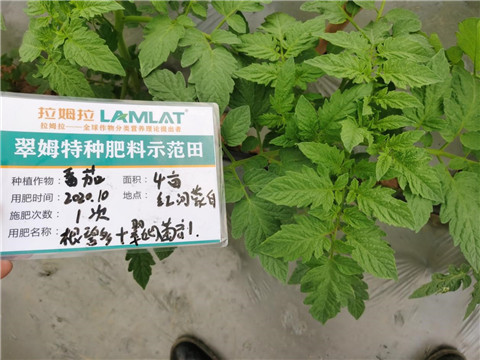 水溶肥，拉姆拉，翠姆