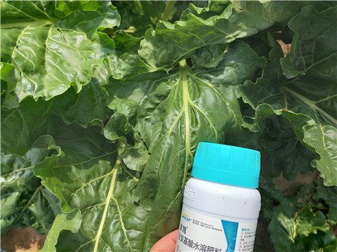 水溶肥，拉姆拉，翠姆