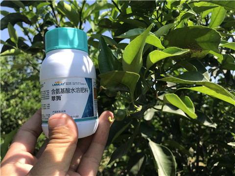 葉面肥，拉姆拉，翠姆