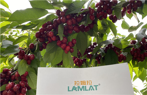 水溶肥，拉姆拉，翠姆