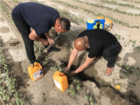 葉面肥，拉姆拉，翠姆