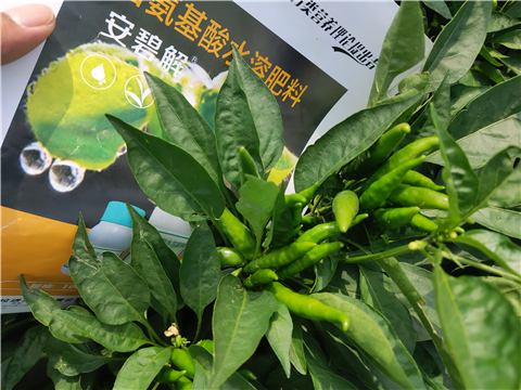 水溶肥，拉姆拉，翠姆