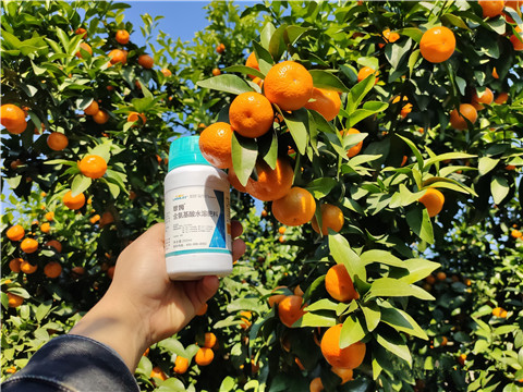 葉面肥，拉姆拉，翠姆