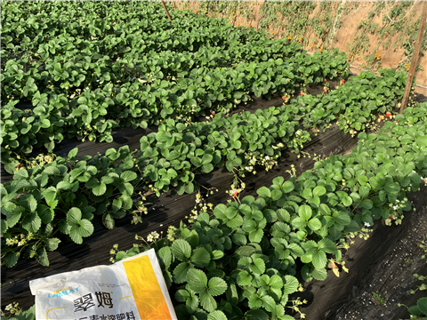 水溶肥，拉姆拉，翠姆