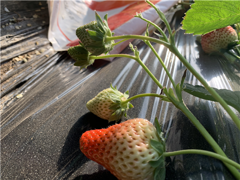 水溶肥，拉姆拉，翠姆