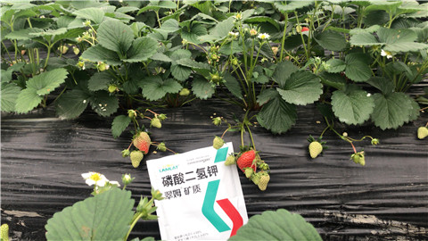 磷酸二氫鉀，拉姆拉，翠姆