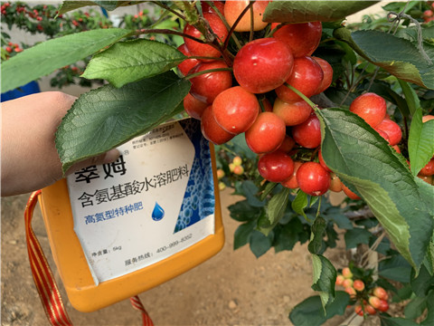 水溶肥，拉姆拉，翠姆