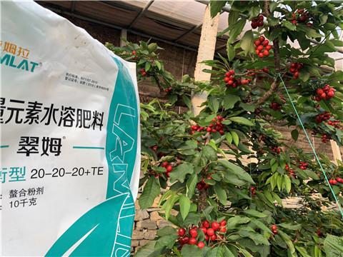 大量元素水溶肥，拉姆拉，翠姆