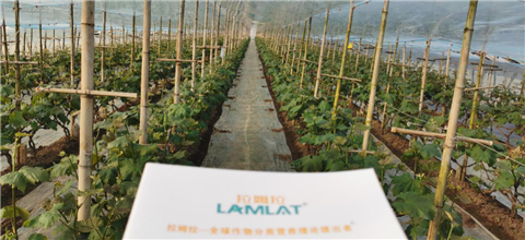 水溶肥，拉姆拉，翠姆